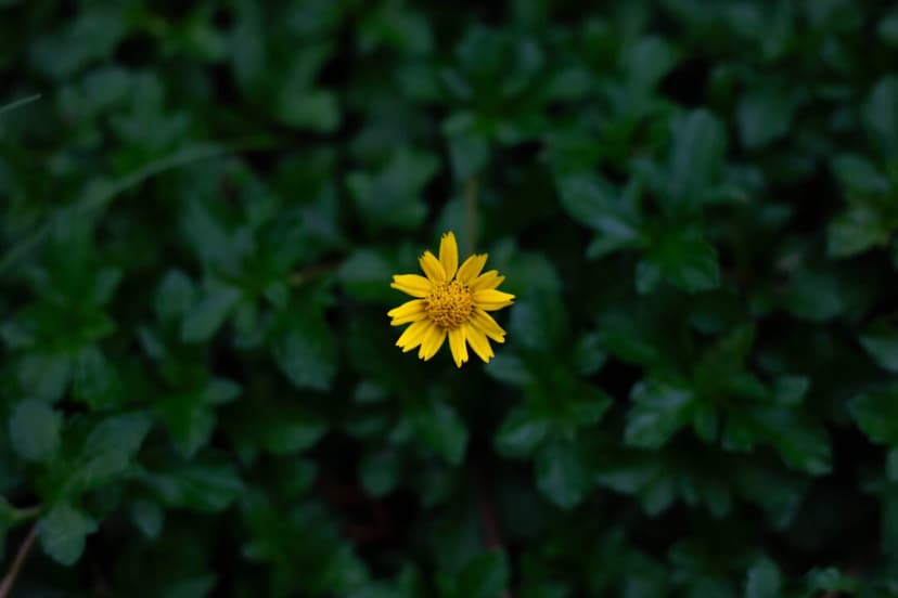 Alivio de la hinchazón y el dolor con árnica. (Preechai_K/Shutterstock)