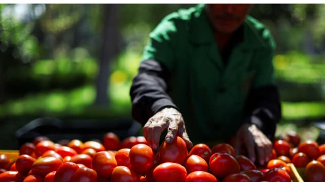 Aranceles estadounidenses sobre los tomates mexicanos reavivan larga disputa comercial
