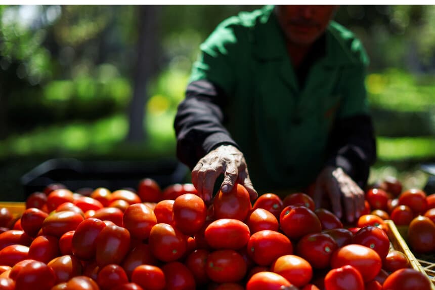 Un vendedor organiza tomates en un puesto de un mercado callejero en Ciudad de México, México. (Reuters/Raquel Cunha/Foto de archivo).
