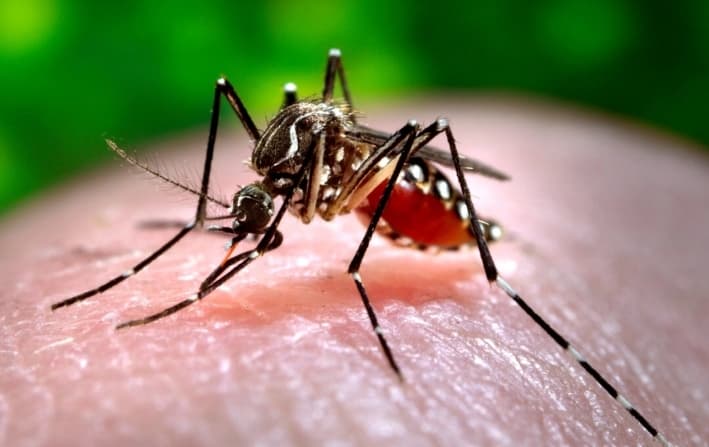 Malaria podría reaparecer en EE. UU., advierten CDC
