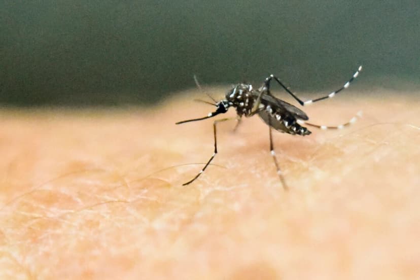 Un mosquito Aedes aegypti sobre piel humana en un laboratorio del Centro Internacional de Capacitación e Investigación Médica en Cali, Colombia, el 25 de enero de 2016. (Luis Robayo/AFP/Getty Images)