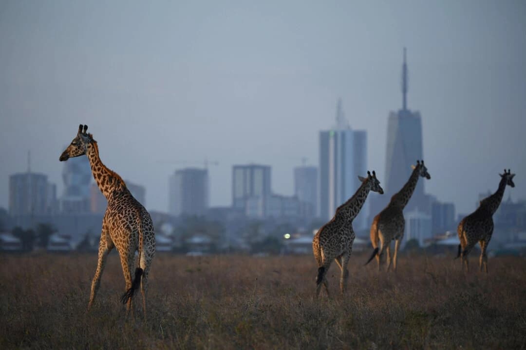 Ciervos se divisan junto al horizonte de la ciudad de Nairobi, Kenia, el 13 de marzo de 2019. (Stuart Franklin/Getty Images)