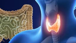 Una tiroides lenta puede estar relacionada con la salud intestinal: Aquí te explicamos cómo mejorarla