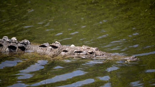 "¡Ya viene!": Rescatan a abuelito de ser comido por cocodrilo en un canal en México