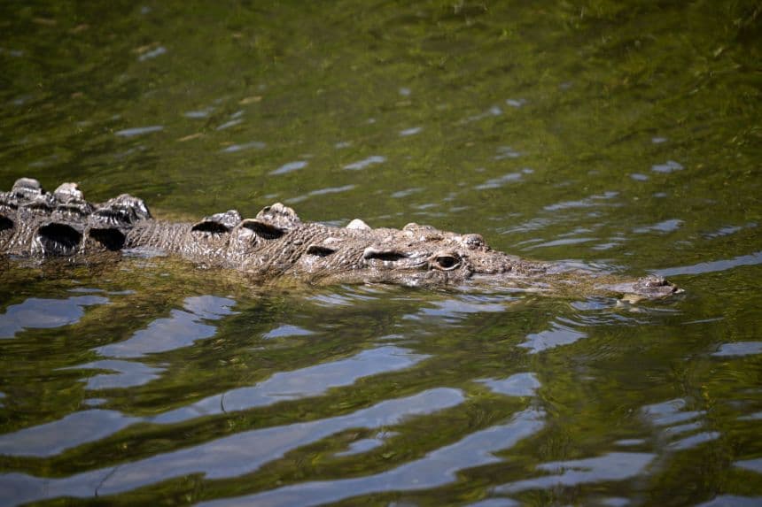 "¡Ya viene!": Rescatan a abuelito de ser comido por cocodrilo en un canal en México