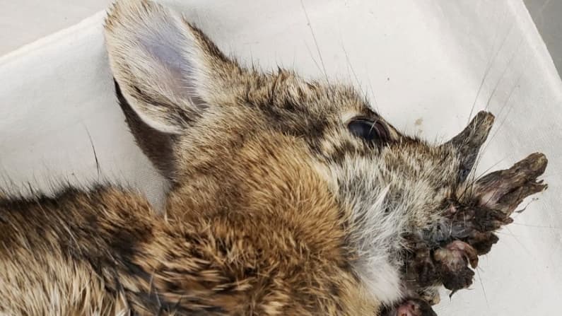 Extraños cuernos o tentáculos en conejos despiertan alarma en residentes de Colorado