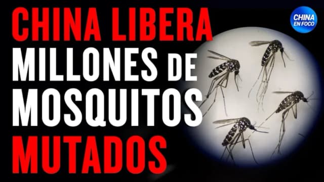China libera millones de mosquitos mutados. ¿Qué portan?