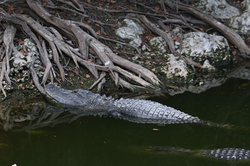 EVERGLADES, FLORIDA: Los caimanes se agolpan en el agua que queda en un canal mientras el Parque Nacional de los Everglades de Florida sufre la peor sequía en 13 años, y algunas partes de los Everglades se han secado por completo. (Foto de Joe Raedle/Getty Images)