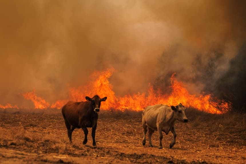 Imagen de vacas huyendo de las llamas la semana pasada durante un incendio forestal en Quintela, municipio de Sernancelhe, distrito de Viseu, Portugal. (EFE/PEDRO SARMENTO COSTA)