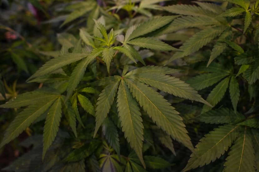 Fotografía de una planta de cannabis tomada en la Cannabis Expo Brasil, una feria de la industria del cáñamo y el cannabis, en São Paulo, Brasil, el 15 de septiembre de 2023. (Nelson Almeida/AFP vía Getty Images)
