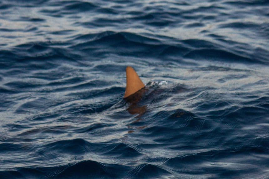 Revelan causa del color del peculiar tiburón nodriza naranja