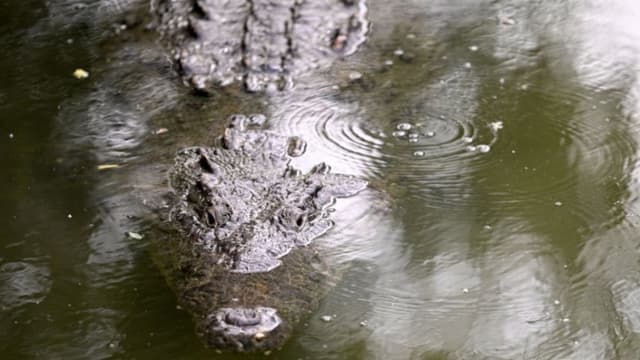 "Córrele": Turista logra escaparse del ataque de un cocodrilo en playas mexicanas de Puerto Vallarta