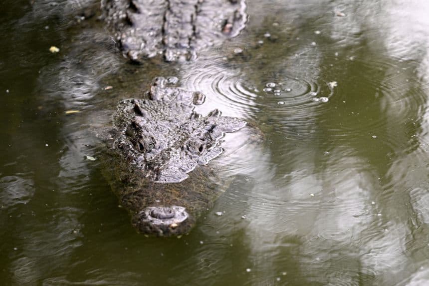 "Córrele": Turista logra escaparse del ataque de un cocodrilo en playas mexicanas de Puerto Vallarta