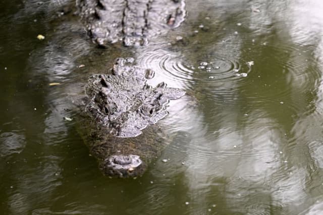"Córrele": Turista logra escaparse del ataque de un cocodrilo en playas mexicanas de Puerto Vallarta