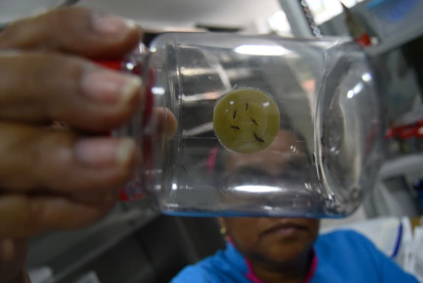 Detalle de una investigadora que trabaja con mosquitos aedes aeypti, el principal vector de transmisión de enfermedades como el dengue. (EFE/Ernesto Guzmán)
