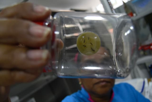 Ascienden a 15 los muertos por dengue en Panamá en 2025