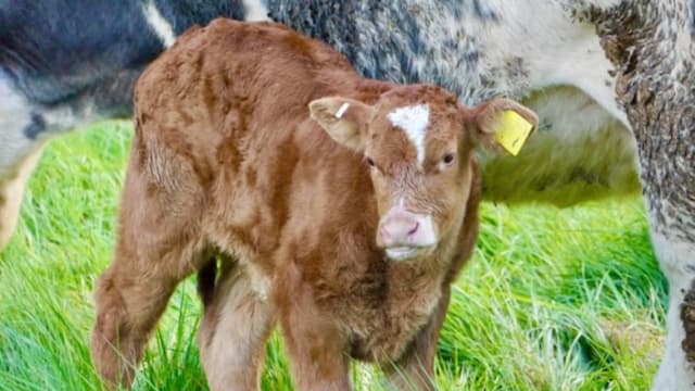Autoridades de Jalisco, México, alertan a la población tras sospechas de muertes a causa de rabia en humanos