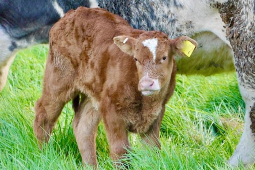 Foto ilustrativa de un becerro. (Jim/ Unsplash)