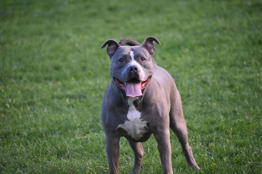 Imagen ilustrativa de un pitbull café. (Crédito: Urs Tudor-Alexandru/Pixabay)