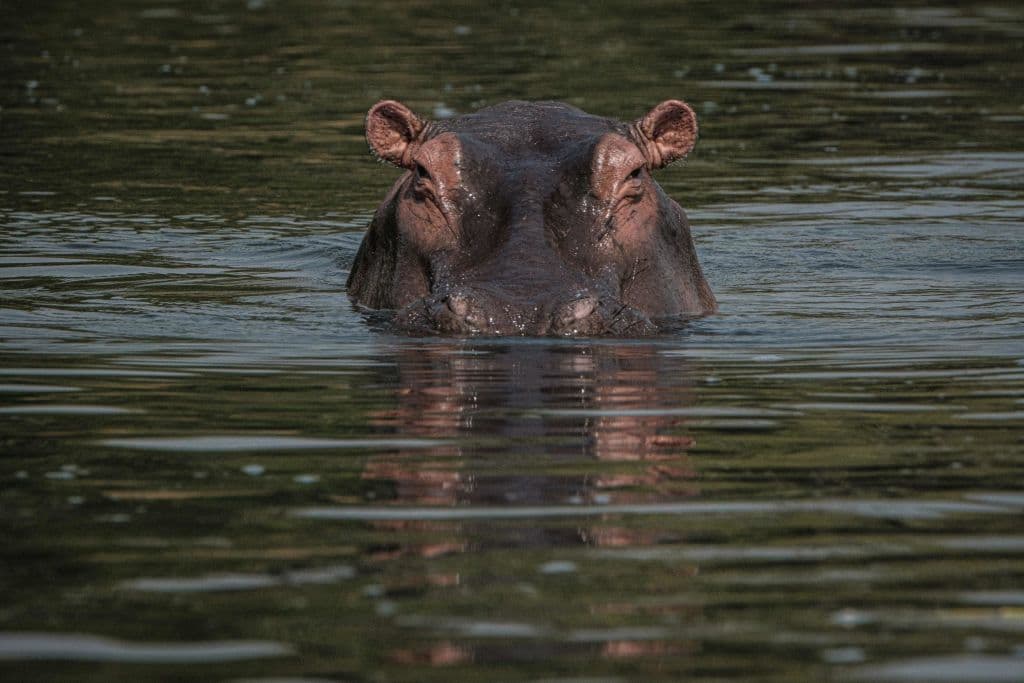 Hipopótamo provoca naufragio en Costa de Marfil: Hay once desaparecidos