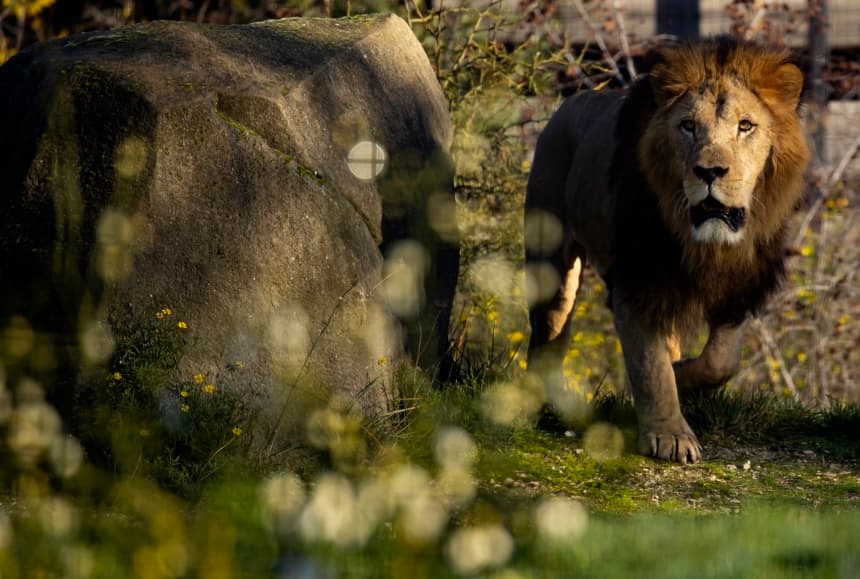 Fotografía de archivo, que muestra a un león en un zoológico de París, Francia. (EFE/EPA/IAN LANGSDON)