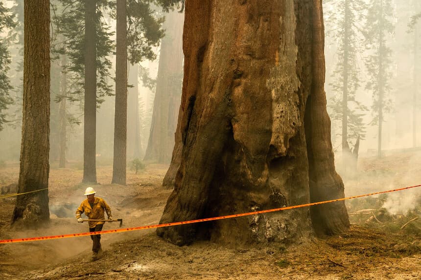 Un bombero de PG&E extingue un foco de incendio junto a una secuoya gigante mientras el incendio Garnet arrasa el bosque McKinley Grove of Big Trees, en el Bosque Nacional Sierra, California, el 8 de septiembre de 2025. (Noah Berger/AP Photo).
