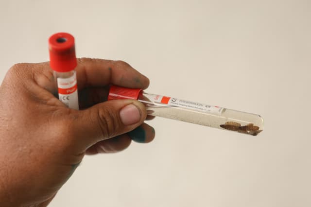 México controla plaga de gusano barrenador y pide a EE. UU. reabrir sus fronteras al comercio de ganado