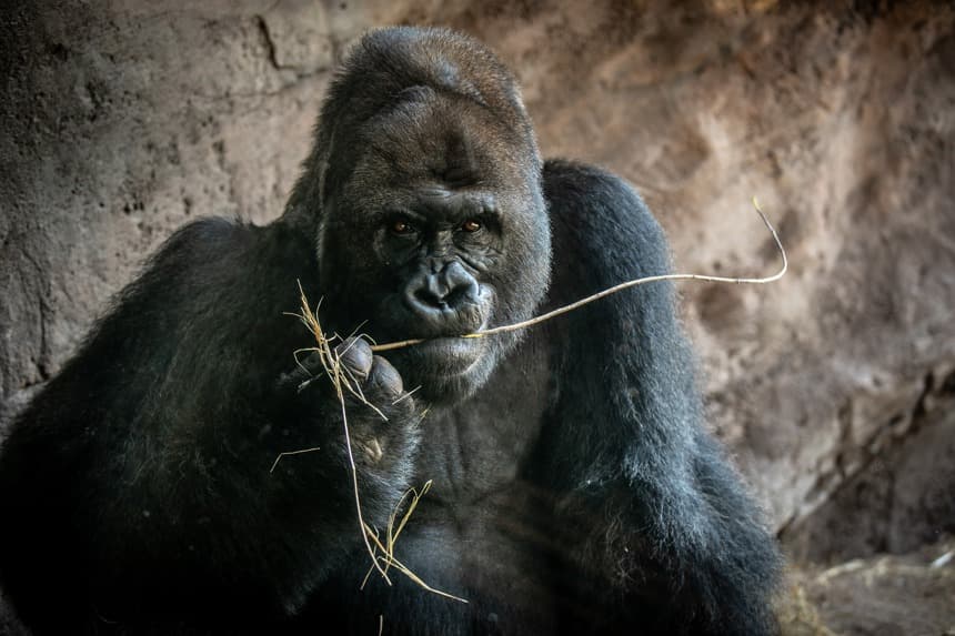 Fotografía sin fecha específica de toma cedida por el Departamento de Animales, Ciencia y Medio Ambiente de Disney donde aparece el gorila Gino. (EFE/ Departamento De Animales, Ciencia Y Medio Ambiente De Disney)