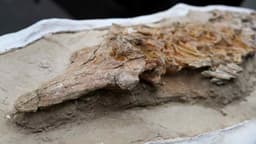 Descubren en Perú un delfín prehistórico de más de 9 millones de años