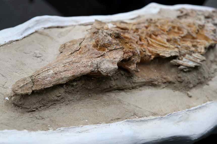 Detalle de un fósil de más de nueve millones de años de antigüedad presentado el miércoles, 17 de septiembre, por el Instituto Geológico, Minero y Metalúrgico de Perú (Igemmet), en Lima, Perú. (EFE/Paolo Aguilar)