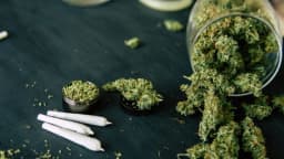 Relacionan productos cannabis con alto contenido de THC, con psicosis inmediata y adicción: estudio