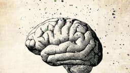 Limpiando el cerebro: Estrategias de la MTC para enfrentar el deterioro cognitivo causado por toxinas