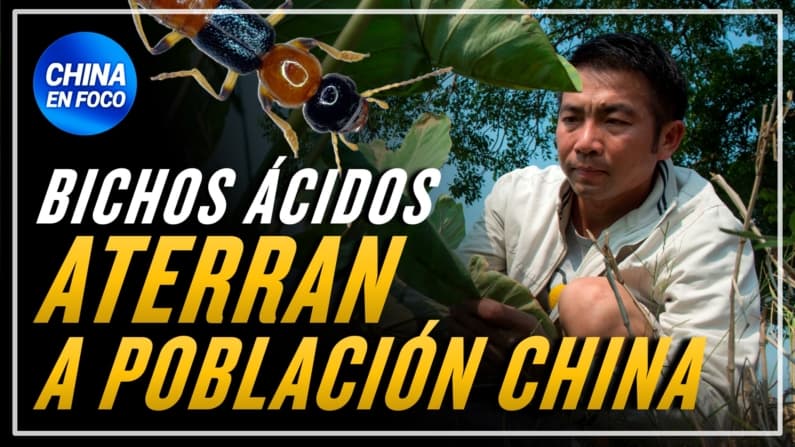 Bichos ácidos atemorizan a China: Son como “ácido sulfúrico volador”