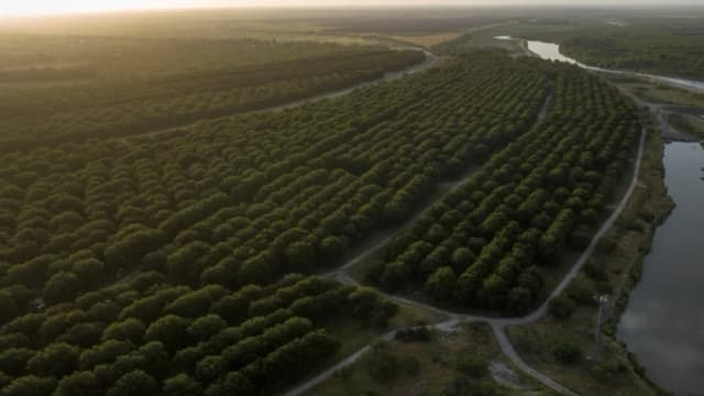 China investiga importaciones de nueces pecanas de EE. UU. y México, además de los aranceles