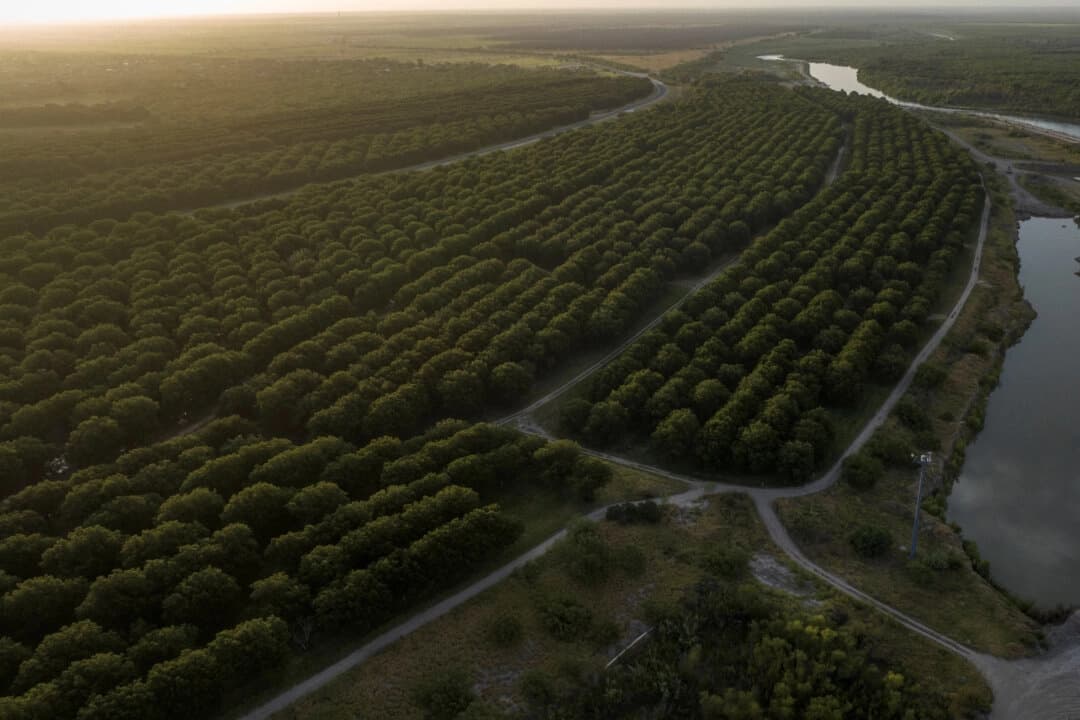 China investiga importaciones de nueces pecanas de EE. UU. y México, además de los aranceles