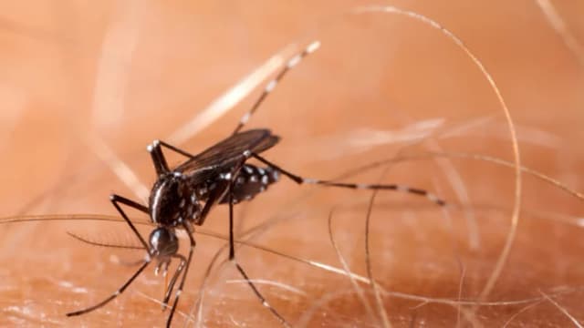 Autoridades luchan contra virus chikungunya en China, pero control de mosquitos genera preocupación
