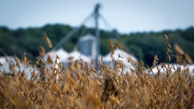 Trump insinúa presionar a China sobre las compras de soja