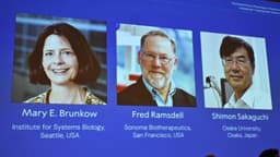 Tres científicos ganan Premio Nobel de Medicina por descubrimientos sobre sistema inmunológico