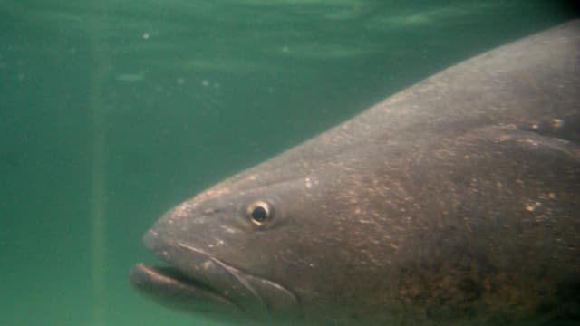 México detiene a 3 personas por tráfico de fauna hacia EE. UU. y Asia