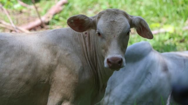 Autoridades mexicanas atienden otro caso de gusano barrenador en ganado que afectó a un ejemplar en Querétaro