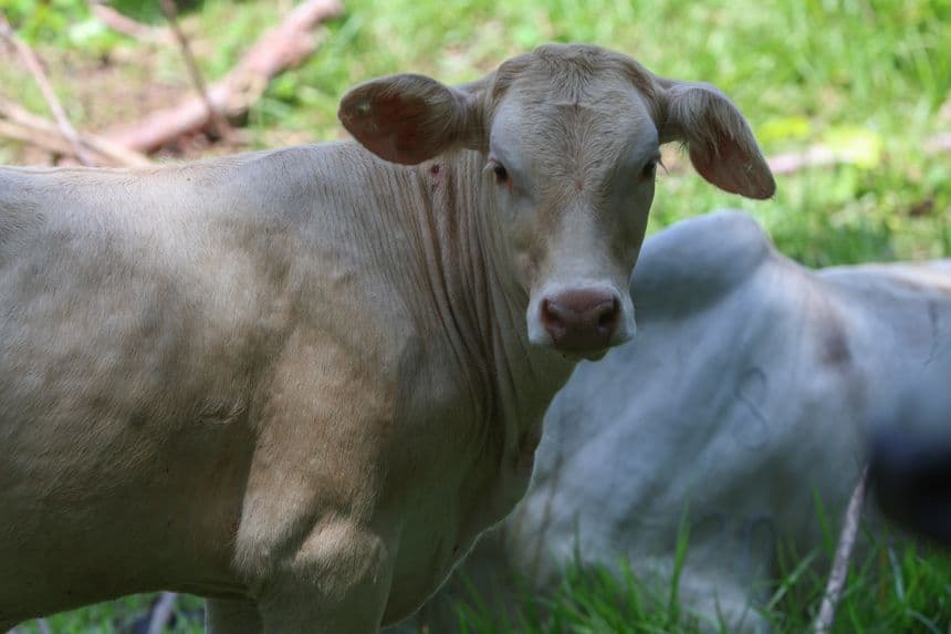Autoridades mexicanas atienden otro caso de gusano barrenador en ganado que afectó a un ejemplar en Querétaro