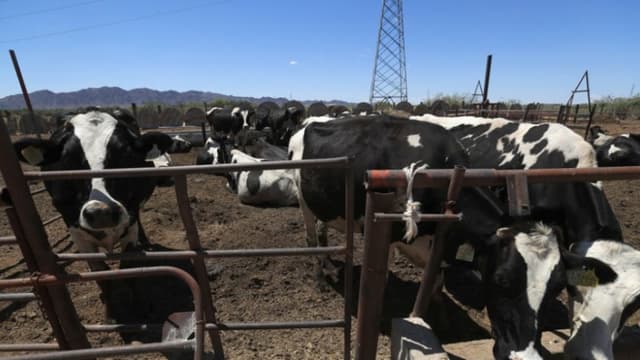 México informa reducción del 28 % en gusano barrenador en ganado tras plan conjunto con EE. UU.