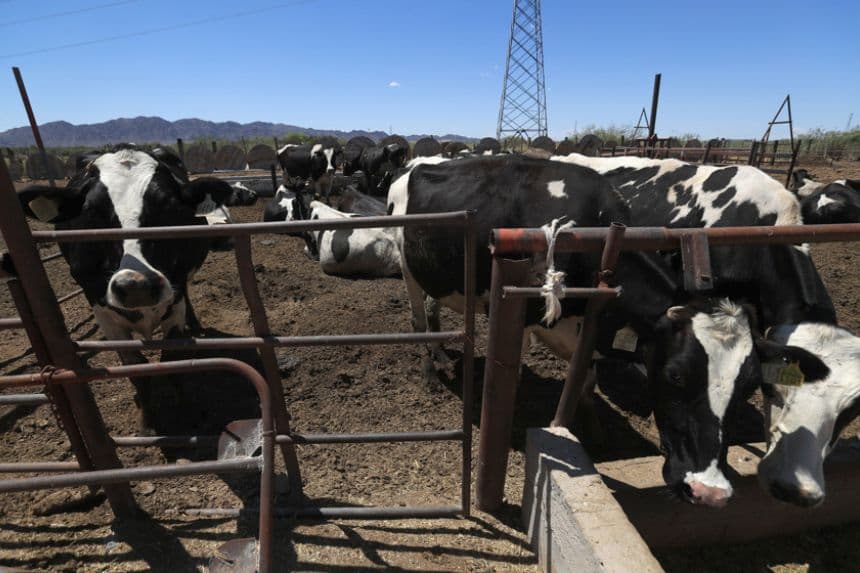 Fotografía de archivo de ganado vacuno en una finca en Ciudad Juárez, México. (EFE/ Luis Torres)