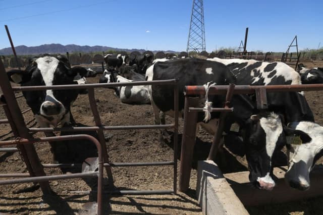 México informa reducción del 28 % en gusano barrenador en ganado tras plan conjunto con EE. UU.
