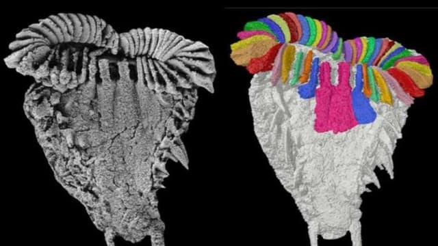 Fósil con 500 millones de años explica enigmática simetría de la estrella de mar