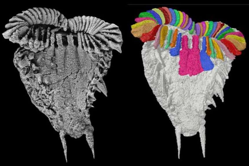 Fósil con 500 millones de años explica enigmática simetría de la estrella de mar