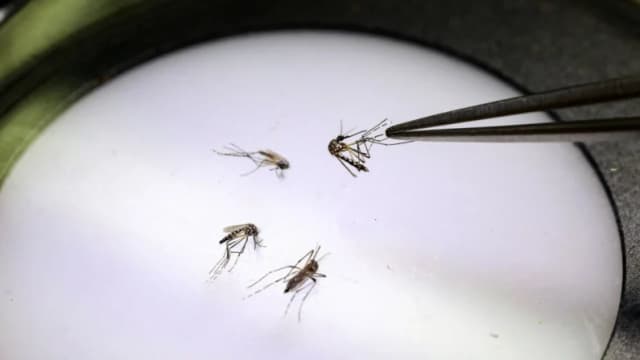 Nueva York confirma su primer caso local de chikungunya