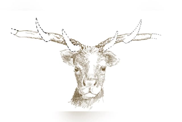 Resuelven misterio del fósil de un "ciervo del metro" de hace casi 50 años de Toronto