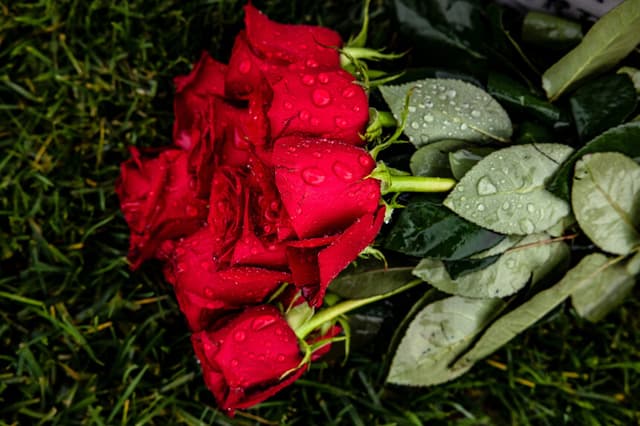 Un ramo de rosas descansa sobre la base de una lápida en una foto de archivo. (Samuel Corum/Getty Images).