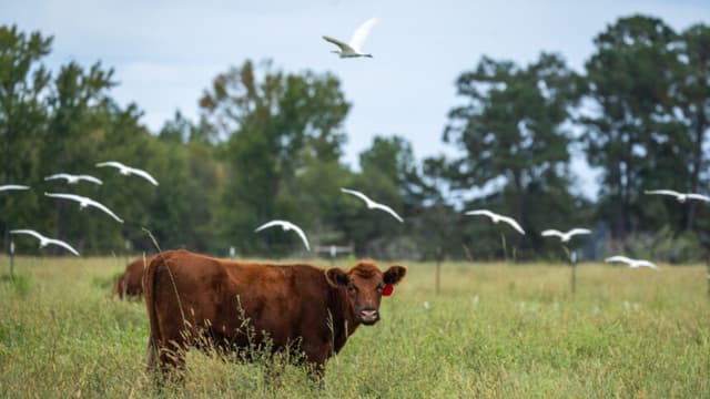 La crisis alimentaria es una crisis agrícola